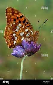 Attēlu rezultāti vaicājumam “Argynnis niobe underside”