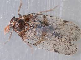 Attēlu rezultāti vaicājumam “Cixiidae”