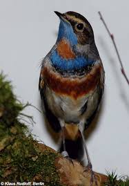 Attēlu rezultāti vaicājumam “Luscinia svecica”