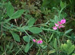 Attēlu rezultāti vaicājumam “Lathyrus latifolius fruit”
