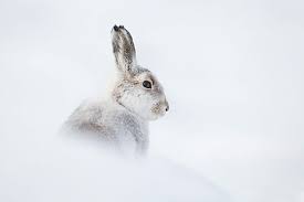 Attēlu rezultāti vaicājumam “Lepus timidus”