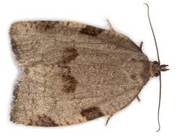 Attēlu rezultāti vaicājumam “Lozotaenia forsterana”