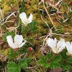 Attēlu rezultāti vaicājumam “Rubus chamaemorus flower”