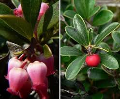 Attēlu rezultāti vaicājumam “Arctostaphylos uva-ursi leaf”