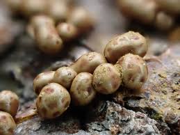 Attēlu rezultāti vaicājumam “Physarum bryomacrocarpum sessile”