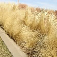 Attēlu rezultāti vaicājumam “Najas tenuissima”