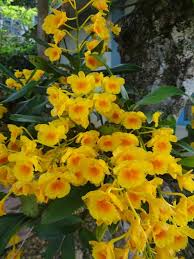 Attēlu rezultāti vaicājumam “Chrysotoxum sp.”