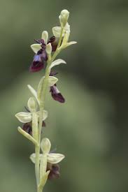 Attēlu rezultāti vaicājumam “Ophrys insectifera leaf”