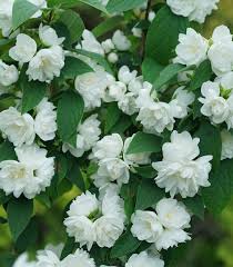 Attēlu rezultāti vaicājumam “Philadelphus coronarius”