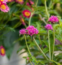 Image result for Kugelamarant