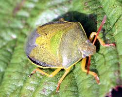 Attēlu rezultāti vaicājumam “Paramesus obtusifrons”