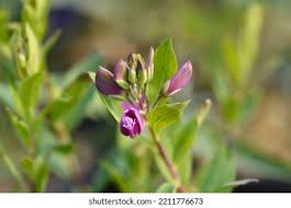 Attēlu rezultāti vaicājumam “Polygala amarella leaf”