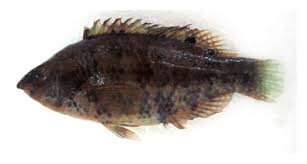 Image result for Symphodus bailloni