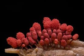 Attēlu rezultāti vaicājumam “Arcyria denudata spores”