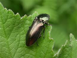 Attēlu rezultāti vaicājumam “Selatosomus aeneus”