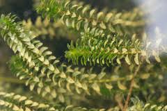 Attēlu rezultāti vaicājumam “Hydrocharitaceae”