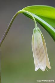 Attēlu rezultāti vaicājumam “Colchicaceae”