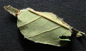 Attēlu rezultāti vaicājumam “Comatricha elegans stalked”