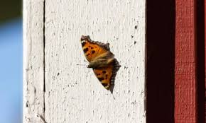 Attēlu rezultāti vaicājumam “Nymphalis xanthomelas underside”