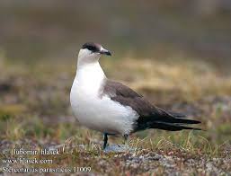 Attēlu rezultāti vaicājumam “Stercorarius parasiticus”