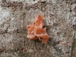 Attēlu rezultāti vaicājumam “Craterocolla cerasi”