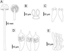 Attēlu rezultāti vaicājumam “Protostropharia alcis”