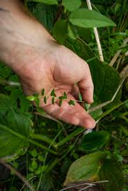 Attēlu rezultāti vaicājumam “Oxycoccus palustris leaf”