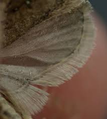 Attēlu rezultāti vaicājumam “Agonopterix ciliella”