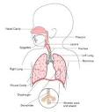 Bronchiolitis