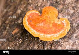 Attēlu rezultāti vaicājumam “Inonotus leporinus”