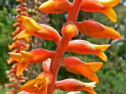 Attēlu rezultāti vaicājumam “Dictydiaethaliaceae”