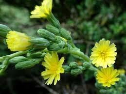 Attēlu rezultāti vaicājumam “Lactuca serriola”