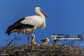 Attēlu rezultāti vaicājumam “Ciconia ciconia nest”