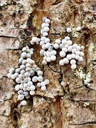 Attēlu rezultāti vaicājumam “Badhamiopsis ainoae sessile”