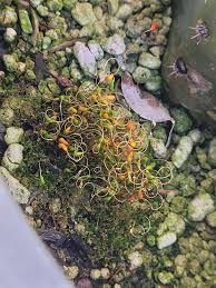 Attēlu rezultāti vaicājumam “Orthotrichum affine var. affine sporophyte”
