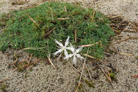 Attēlu rezultāti vaicājumam “Dianthus arenarius leaf”