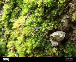 Attēlu rezultāti vaicājumam “Dicranella schreberiana”