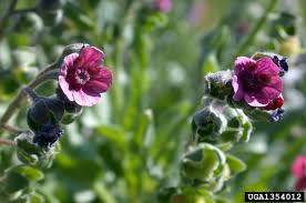 Attēlu rezultāti vaicājumam “Cynoglossum officinale”