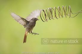 Attēlu rezultāti vaicājumam “Phoenicurus ochruros female”