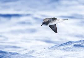 Image result for Pterodroma feae