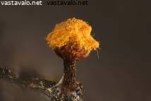 Attēlu rezultāti vaicājumam “Trichia erecta”