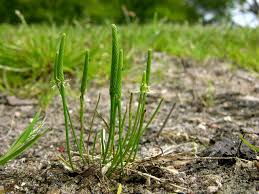 Attēlu rezultāti vaicājumam “Myosurus minimus”