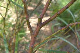 Attēlu rezultāti vaicājumam “Retinia resinella exuvia”