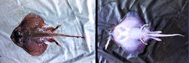 Image result for Leucoraja ocellata