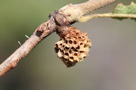 Attēlu rezultāti vaicājumam “Andricus quercuscorticis”