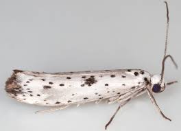 Attēlu rezultāti vaicājumam “Yponomeuta plumbella”