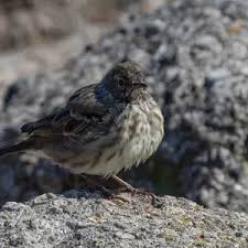 Attēlu rezultāti vaicājumam “Anthus petrosus adult”