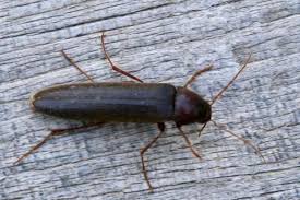 Attēlu rezultāti vaicājumam “Melandryidae”