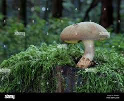 Attēlu rezultāti vaicājumam “Xerocomus subtomentosus”