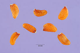 Attēlu rezultāti vaicājumam “Sisymbrium loeselii”